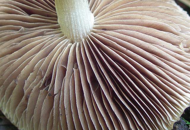 Psathyrella gossypina   (Bull.)   A. Pearson & Dennis